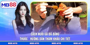 Cách Nuôi Gà Đá Bằng Thuốc - Hướng Dẫn Tham Khảo Chi Tiết